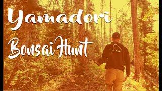 The Hunt for Bonsai in the Mountains - Fall Yamadori Reuploaded