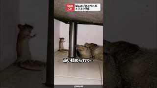 猫に追い詰められたネズミの反応