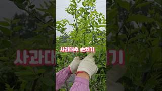 사과대추 순치기.....사과대추 순치기순막기..지금 사과대추 이거 꼭 해주세요