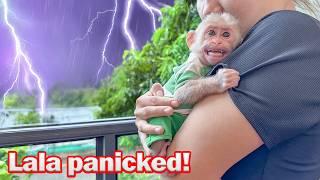 Lala panics and worries when it rains heavily and thunders!