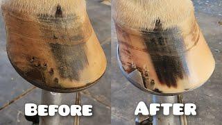 Full hoof restoration | SATISFYING