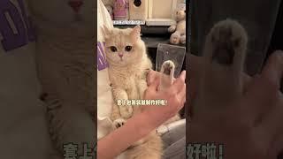 【#薄荷猫猫甜不甜】如何制作猫爪捏捏!#薄荷猫猫 #治愈系猫咪 #岁岁都有喵