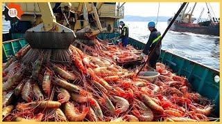 How American Farmer Make Billions Of Dollars From Shrimp Fishing - Farming Documentary