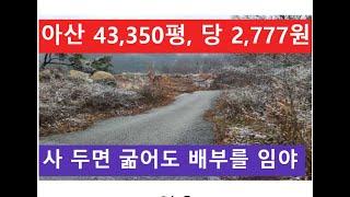 아산 43,350평, 당 2,777원 (사 두면 굶어도 배부를 임야)