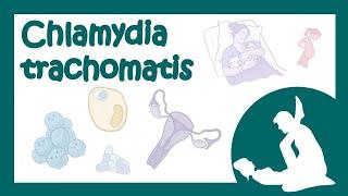 Chlamydia trachomatis (хламидия, хламидиоз) - причины, симптомы, лечение (микробиология лекция)