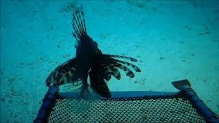 Substation Curacao submarine dive