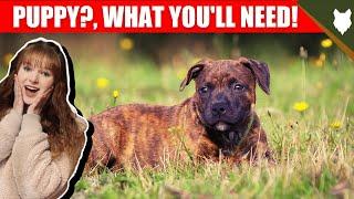 Think About This Before You Buy A STAFFORDSHIRE BULL TERRIER