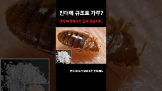 빈대 퇴치에 규조토가루? 그러다가 진짜 죽습니다..