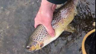 Brown trout release – Teifi Pools