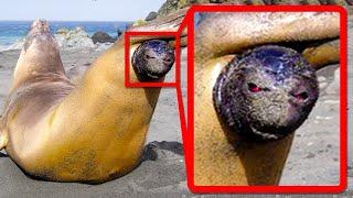 Craziest Ways Sea Creatures Give Birth