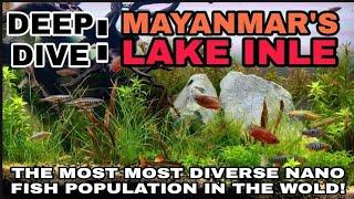 MYANMAR'S LAKE INLE: The Natural History, Geography & Water Chemistry, Biology + A Biotope Aquarium