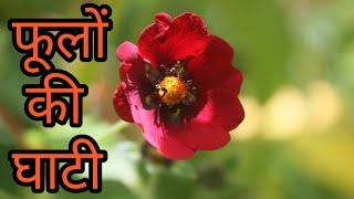 ||Valley of Flower|| ||Chamoli Uttarakhand|| ||फूलों की घाटी|| ||AADI UPADHYAY||