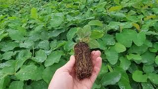 Northline Saskatoon seedling Aug 5 at TreeTime.ca Greenhouses. Coming along nicely.