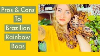 Pros & Cons to Brazilian Rainbow Boas