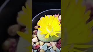 Succulent flower blooming #succulents #shorts #timelapse #plants