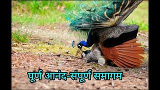 देखिए भाग V में मोर-मोरनी की रास लीला।  peacock and peahen