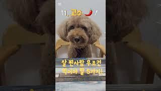 다이어트 음식으로..도토리묵 무침~!!!#반려견일상#생생정보TV#dogshorts#poodle#capcut
