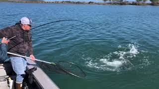 SEAL tries to steal our SALMON | Eel River fishing, NorCal fishing