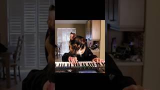 Dog Plays Waltz on Piano with human hands! 9 years old today! #dog #dogs #piano #shorts