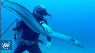 Cabrera Sea Bottom . Balearic Islands - Full Documentary