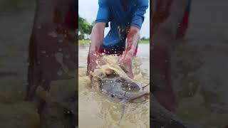 Amazing unique fish catching in pond #fish #fishvideo #shorts #fishingshorts