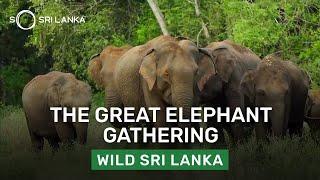 The Great Gathering | So Sri Lanka