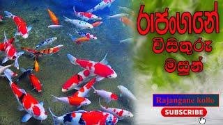 Aquarium In Rajangane - Aquarium in Sri Lanka-Fish Farm in Sri Lanka