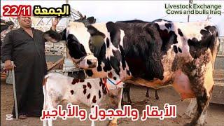 الجمعة 22/11/2024 بورصة المواشي الأبقار المطافيل والعجول والأباجير البصرة