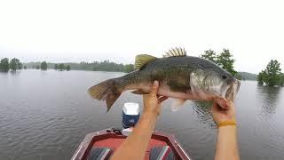 BOAT FLIPPIN A GIANT BASS!!(2018) May Frog Fishing on Santee Cooper. Lake Marion, South Carolina
