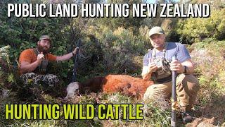 Shooting Wild Cattle  in the Public Land of New Zealand