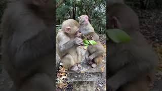 مشهد قرود مضحك جدا Very funny monkey scene