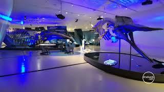 A visit to the Royal Ontario Museum (ROM) - Toronto - Canada - Walking tour