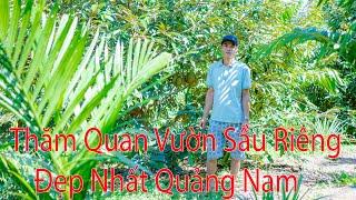 Thăm vườn sầu riêng đẹp nhất quảng nam.