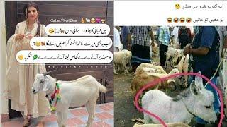 Bakra eid funny poetry|Eid funny videos|Eid special funny jokes|