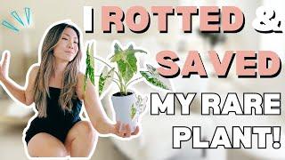 How I ROTTED & SAVED My Favorite Plant! Alocasia Frydek Plant Care | Corm Propagation | Repotting