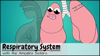 Respiratory System