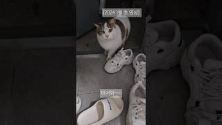 우리집에 자주 놀러오는 길고양이 #길고양이  #고양이 #길냥이