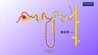 動畫E1, 1.1 超濾和重吸收