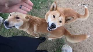 Arrival of purebred dingo sisters in Saskatoon marks a first for Canadian zoos