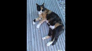 DASOUDI BEACH, LIMASSOL, CYPRUS - A cat rescued