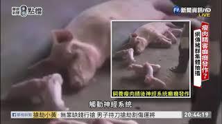 豬群集體抽搐瘦肉精作怪? 專家闢謠! | 打假特攻隊| 華視新聞 20200924