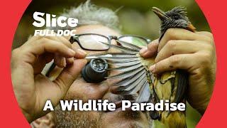 Papua : a Biodiversity Sanctuary | FULL DOCUMENTARY