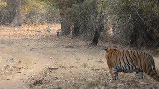 Male tiger spots an intruder in his territory.