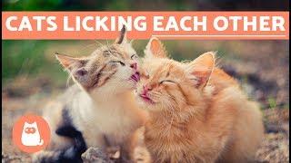 Why Do Cats Lick Each Other?