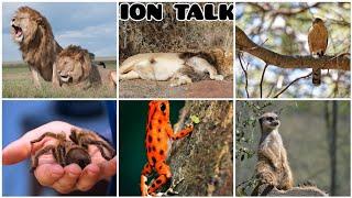 7 Amazing Talks Newquay Zoo - Lions ,Meerkats , Curly Hair Tarantulas & MORE!