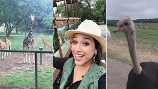 New Safari Tour at Natural Bridge Wildlife Ranch | KVUE