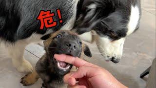 對不起讓你們失望了，大哈傳媒的小馬犬，成反面教材了！#哈士奇 #husky #pets #黃狗 #萌宠 #狗狗