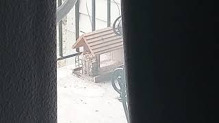 Northern Flicker calling on my porch.