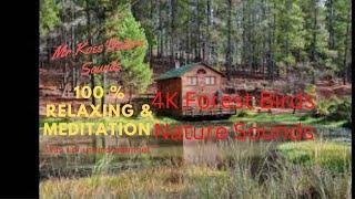 4K Forest Bird Sounds I 100 % Relaxing and Meditation