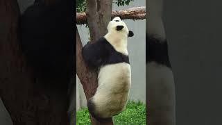 아이고! 푸바오, 이젠 나무 타기 고수라고?!  #루이바오 #후이바오 #푸바오